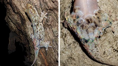 To escape predators, this gecko sheds something unusual: its skin ...