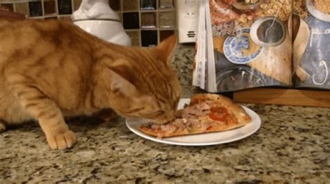 Cat Pizza GIF - Cat Pizza Eating Pizza - Discover & Share GIFs