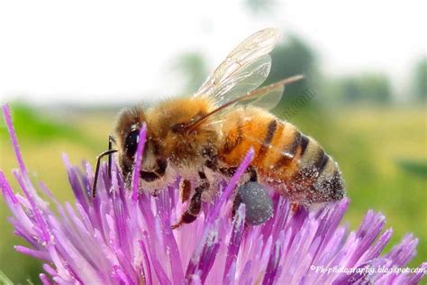 Apis mellifera | Nature, Cultural, and Travel Photography Blog