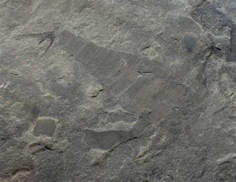 Eurypterid Sea Scorpion and Plant Fossils