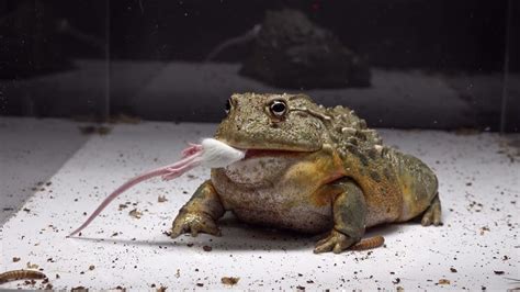 Frog Eats Mouse That Ate His Worms / Warning Live Feeding - YouTube