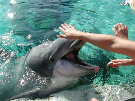 Why Dolphins Make Great Best Friends