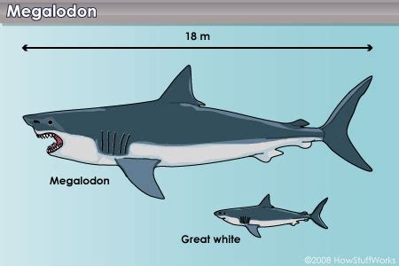 Info Dinosaurus: Megalodon