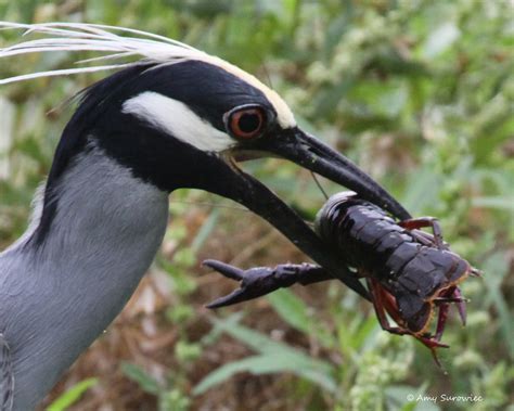 Crawdad to Heron: "Wait. I have a question..." {Explore} | Flickr