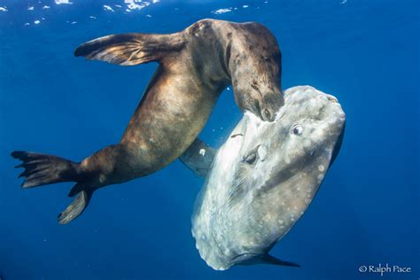 In photos: Sea lion burrows chest-deep in a Mola mola meal | Predator ...