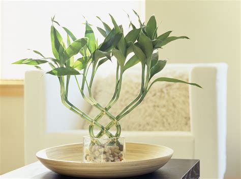 How to Use Lucky Bamboo for Good Feng Shui