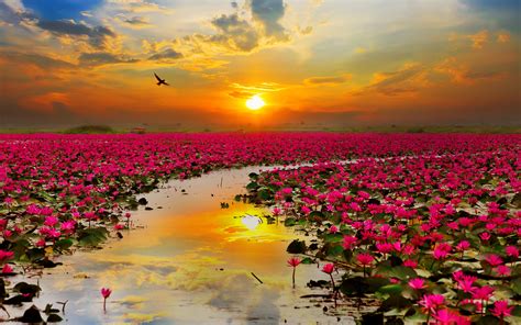 Lotus Flowers Wallpapers | HD Wallpapers | ID #19484