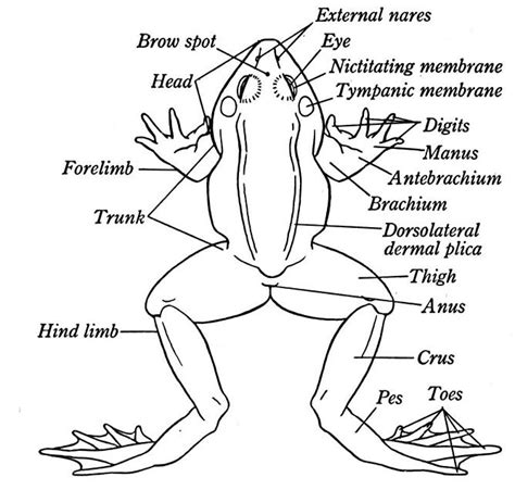 External Anatomy Of A Frog - Diagram Of A Frog