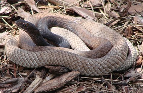 The Coachwhip Snake | Panhandle Outdoors