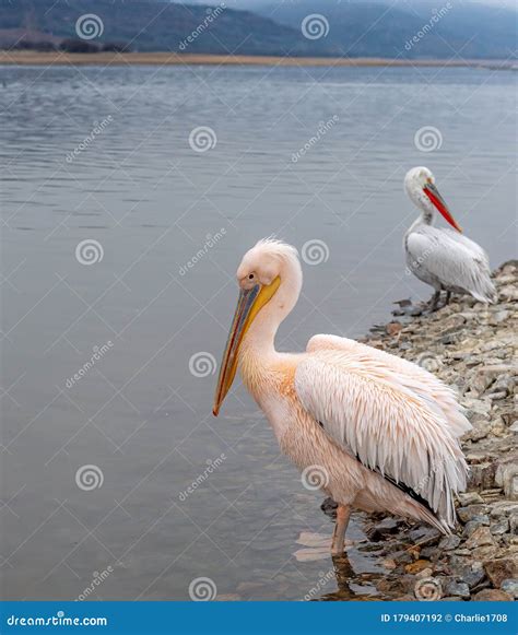 Great White Pelican in Mating Colours Stock Photo - Image of landing ...