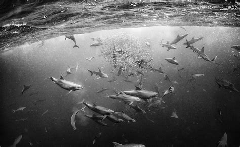 Underwater Realm: Black and White Photos Capture Breathtaking Moments ...