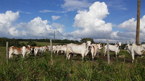 Mennonite Farming in Belize (Livestock)