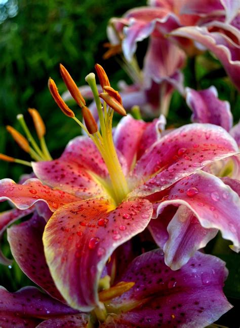 What S The Name Of Lily Flower at Gary Cutts blog