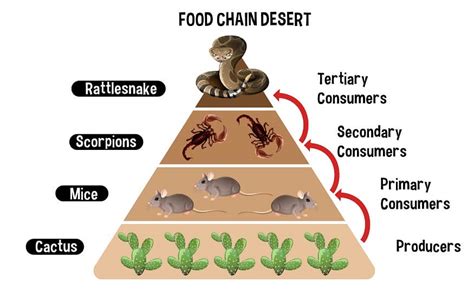 Food Chains for Kids: Definition and Examples | Exploring Nature's Network