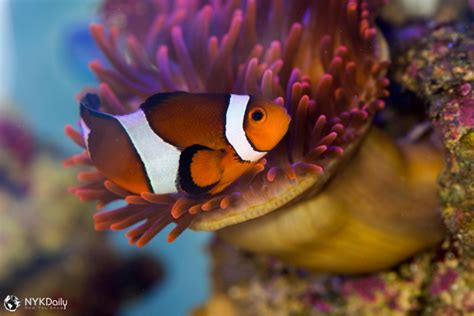 Symbiotic Relationship: Clownfish and Sea Anemone - NYK Daily