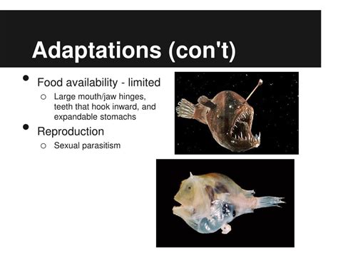 PPT - Biological adaptations of deep sea fishes PowerPoint Presentation ...