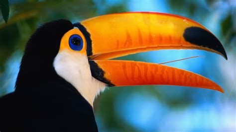 Toucan Beak Bird wallpaper | 1920x1080 | #14465