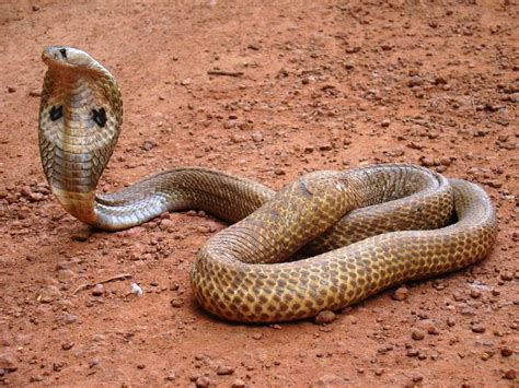 Snakes: Poisonous Snakes of India - INDIAN (SPECTACLED) COBRA - NAJA ...