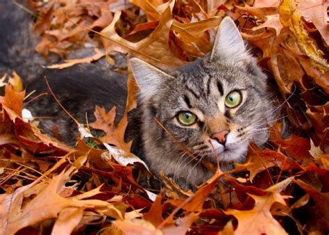 31 cats who are ready for fall