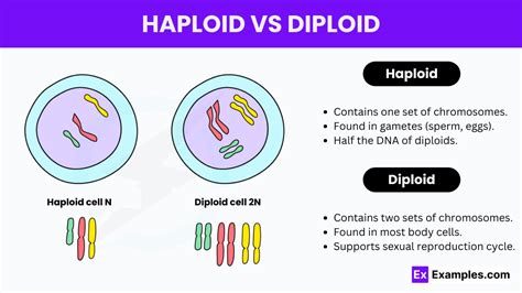 Haploid vs Diploid - Key Differences and Characteristics Explained ...