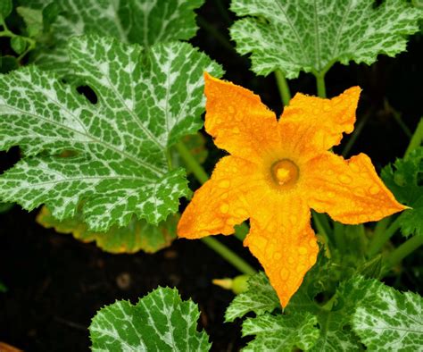 Zucchini Flower in the Garden – mikelduke.com