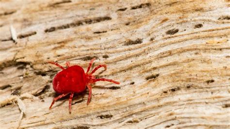 How To Get Rid Of Chiggers? – Forbes Home