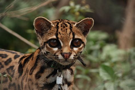 margay-eating Images - Frompo - 1