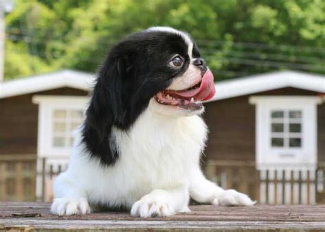 Japanese Chin Dog Breed Profile – Top Dog Tips