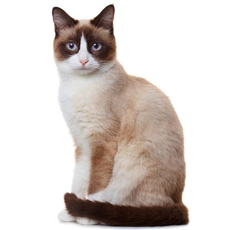 Snowshoe Cat Breed Profile, 44% OFF | www.elevate.in