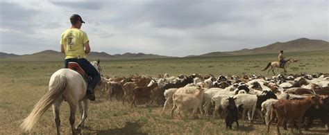 Live and Work with Nomads in Mongolia | Projects Abroad