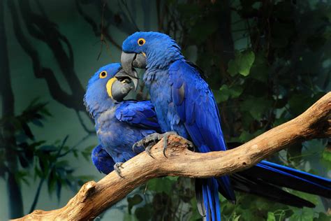 7 Types of Parrot Breeds to Keep as Pets - AZ Animals