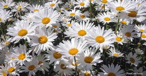 Shasta Daisy Care: How To Grow Leucanthemum Maximum