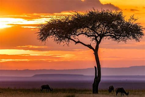 10+ Things You Need To Know Before You Travel To Kenya 2024