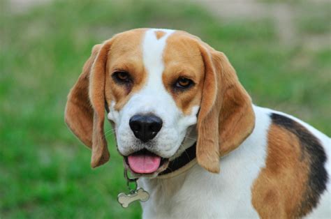 Beagle Mix Breeds:13 Dogs You Can Adopt Today