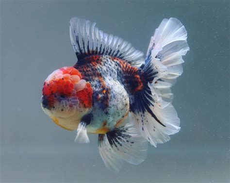 Calico oranda 😊😁 . #goldfish #goldfishkeeper #goldfishtank # ...