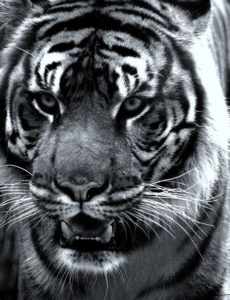 Javan Tiger. Now extinct.