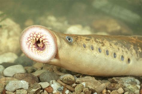 Sea lamprey | agnathan vertebrate | Britannica