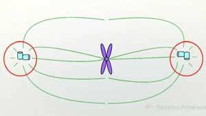 Mitotic Spindle | Definition, Formation & Function - Lesson | Study.com