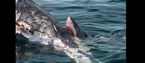 Insane Video Showing Sharks Eating a Dead Whale in Massachusetts