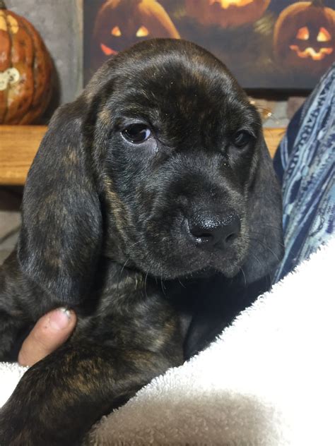 Plott Hound Puppies For Sale | Mosinee, WI #250636