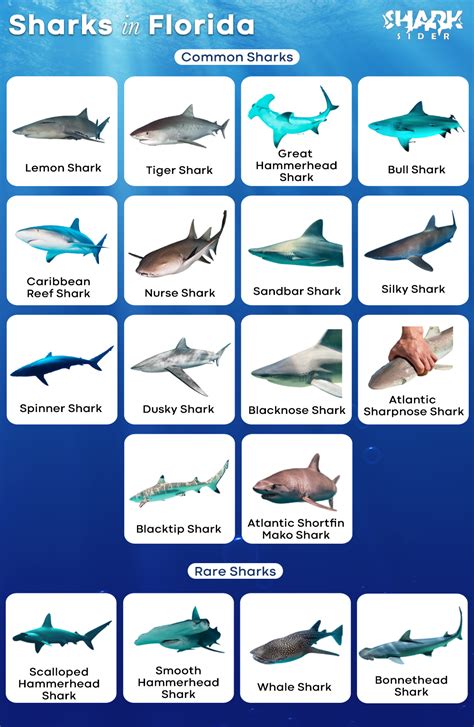 Shark Species List