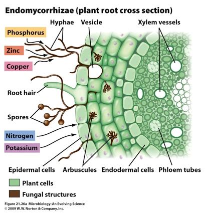 Exam Preparation - Biology Study Material and Notes