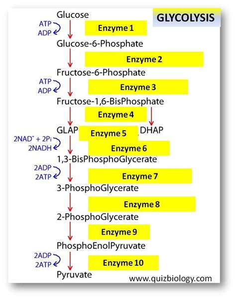 Glycolysis Diagram Quiz