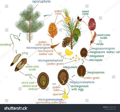 Life Cycle of Pine Tree: reproduction of gymnosperms with titlesPine# ...