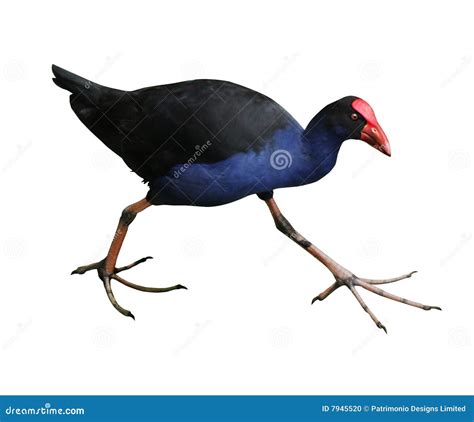 Pukeko Royalty-Free Stock Photo | CartoonDealer.com #50075625