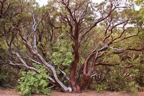 The Manzanita Tree Photograph by Heidi Smith - Pixels