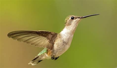 Flying Hummingbird Photograph by Paul Freidlund - Fine Art America