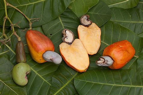 The cashew nut is actually a hard solid protrusion from a large oval ...