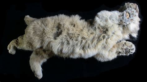 'Unique' Ice Age lion cubs found well-preserved in Siberian permafrost ...