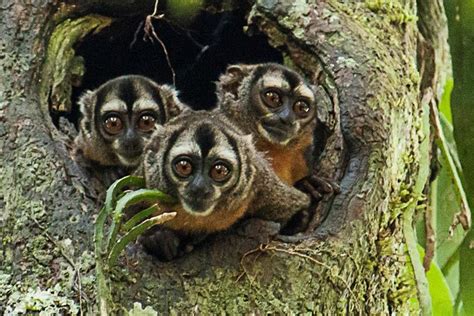 Iquitos, Peru: Four-Day Private Amazon Discovery Tour 2024